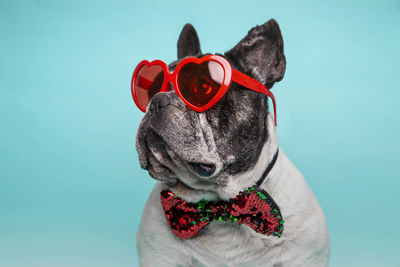 French bulldog with heart-shaped glasses celebrating valentine's day.