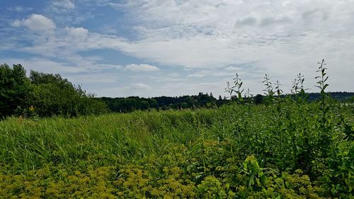 Scenic view of field against sky