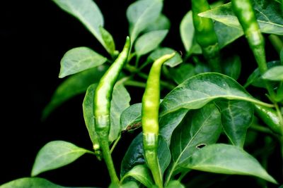 Close-up of green leaves