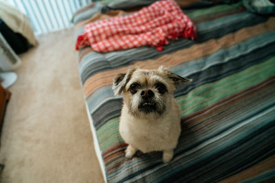 Portrait of puppy relaxing at home