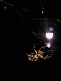 Close-up of spider on web against black background