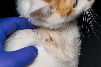 Close-up of hand holding cat