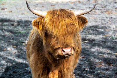 Cow looking away