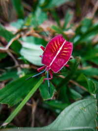 High angle view of pink flowering plant