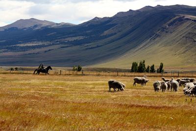 Scenic view of grassy field against sky