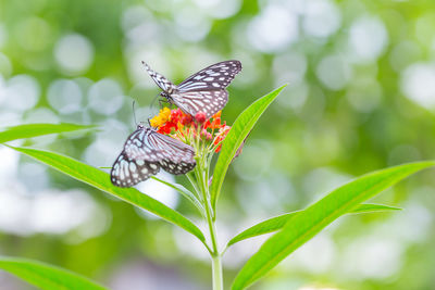 Close-up of butterfly pollinating on flower