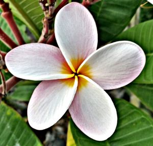 Close-up of frangipani blooming outdoors