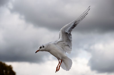 Low angle view of seagull flying against cloudy sky