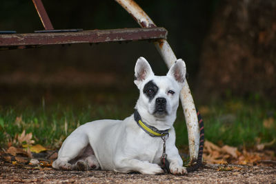 Portrait of a dog on the field