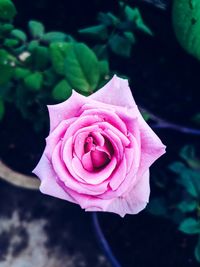 Close-up of pink rose