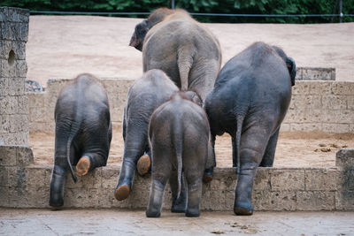 Rear view of elephant calves entering pond at zoo
