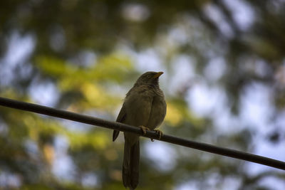 Close-up of bird perching on branch