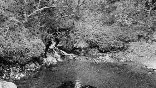 River amidst trees in forest