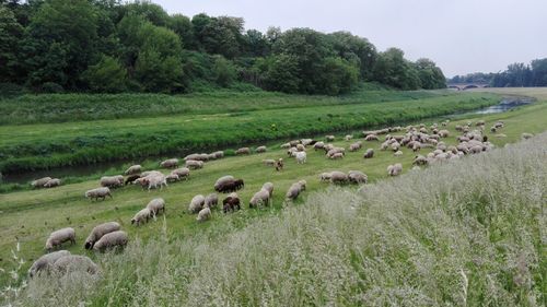 Flock of sheep grazing on field against sky