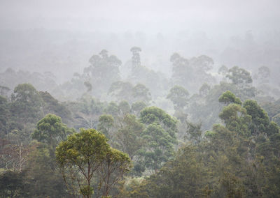 Trees in forest against sky