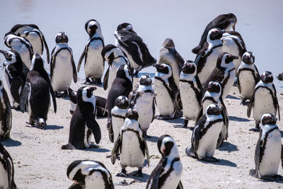 High angle view of penguins