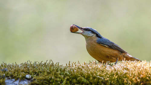 Side view of a bird on land