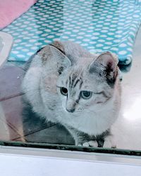 Close-up of cat looking away