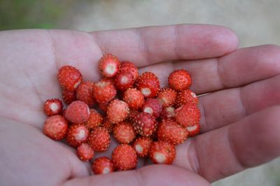 Cropped image of hand holding strawberries