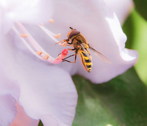 Close-up of bee pollinating on flower