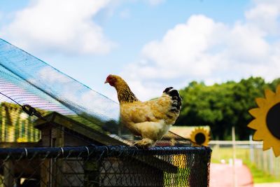 Low angle view of birds perching against sky