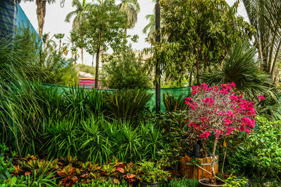 Plants and trees in park
