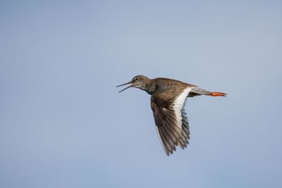 Side view of bird flying in clear sky