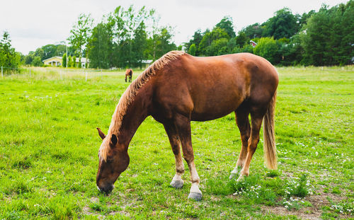 Horse grazing on field