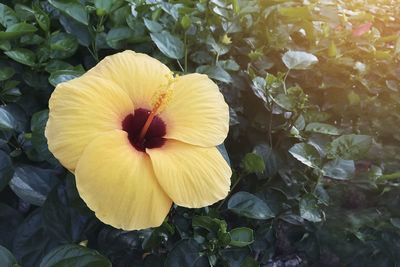 Close-up of yellow hibiscus blooming outdoors