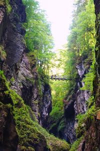 Scenic view of rocks in forest