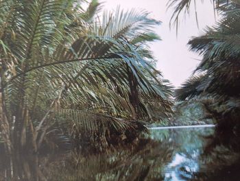 Close-up of palm trees by lake against sky