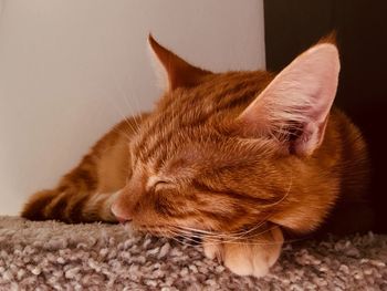 Close-up of cat relaxing at home