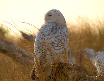 Close-up of eagle on field
