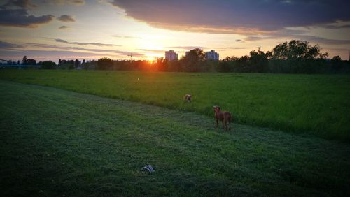 Scenic view of field against sky during sunset