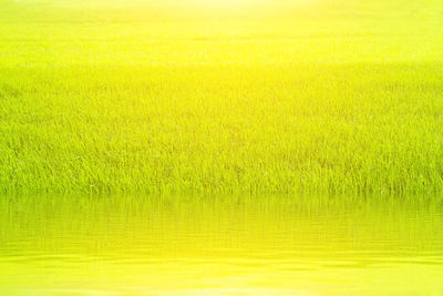 Scenic view of yellow field