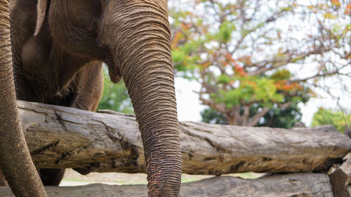 Close up of an elephant in elephant care sanctuary, mae tang, chiang mai province, thailand.