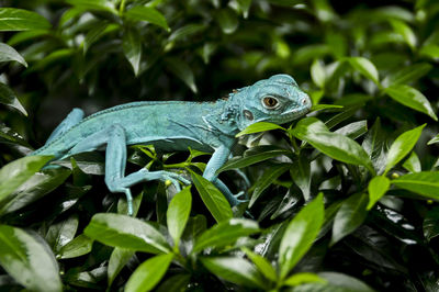 Close-up of a lizard on tree