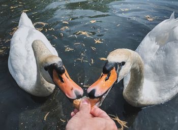 High angle view of swan swimming in lake