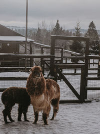 Horse standing by fence