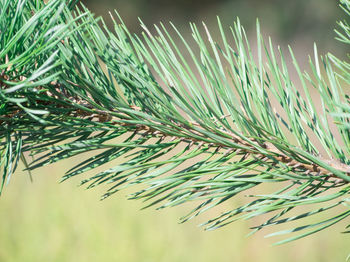 Close-up of fresh plant