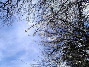 Low angle view of tree branches against sky