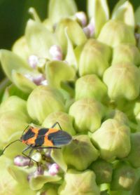 Close-up of plant