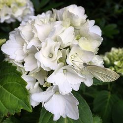 Close-up of white hydrangea blooming outdoors