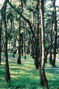 Trees growing on grassy field