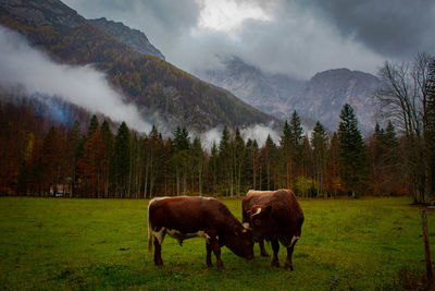 Horses grazing in a field