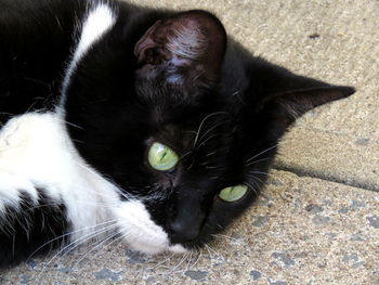 Close-up portrait of black cat lying down