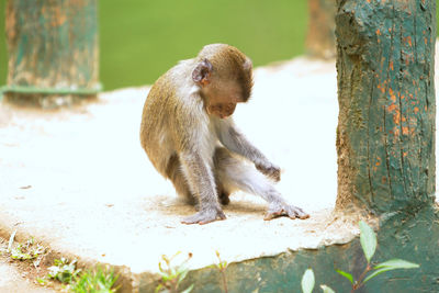 Monkey on rock