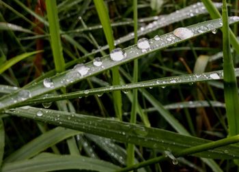 Close-up of water drops on grass during rainy season