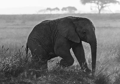 View of elephant on field