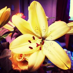 Close-up of yellow flower